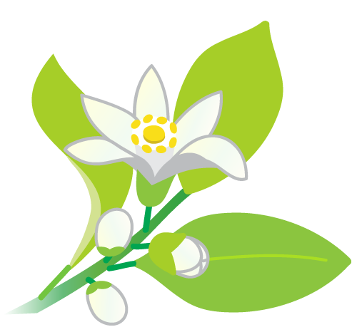 シークワーサーの花のイラスト